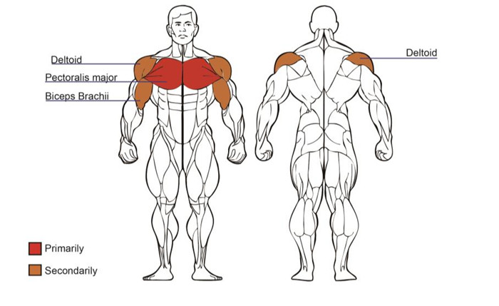 Pec Fly Exercise Machine